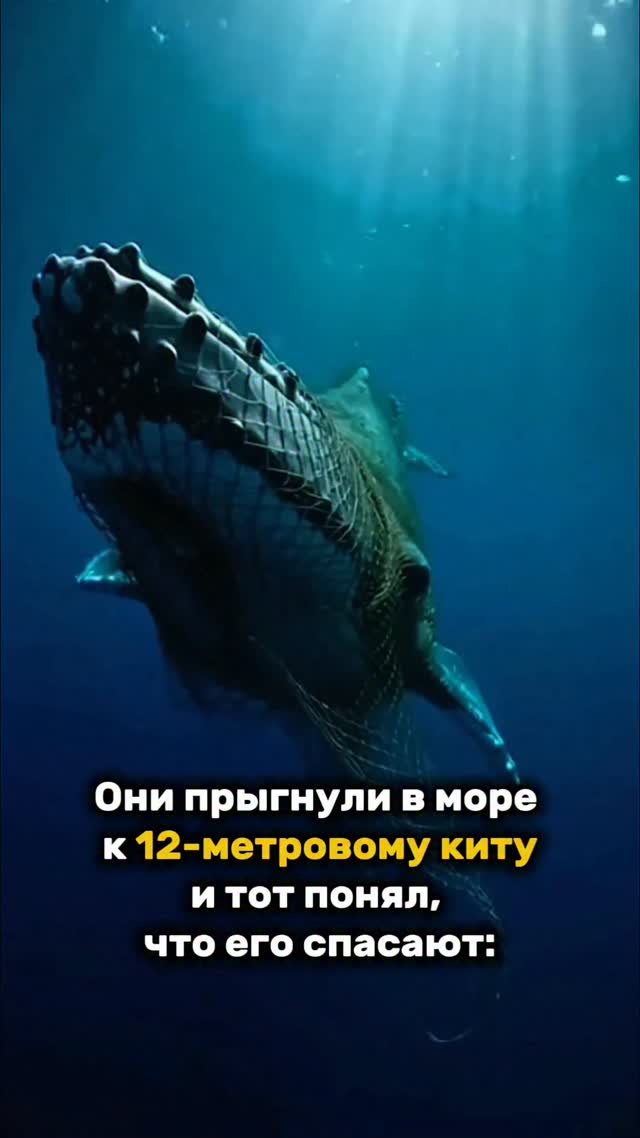 Рилз в Instagram «Прыгнули в море к 12-метровому киту»: 1 380 244 просмотра